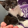 kitten, cat, black_and_white, tuxedo_cat, pet, animal, cute, hand, person, purple_shirt, indoor, close_up, whiskers, fur, young_animal, domestic_cat, curious, small, holding, portrait