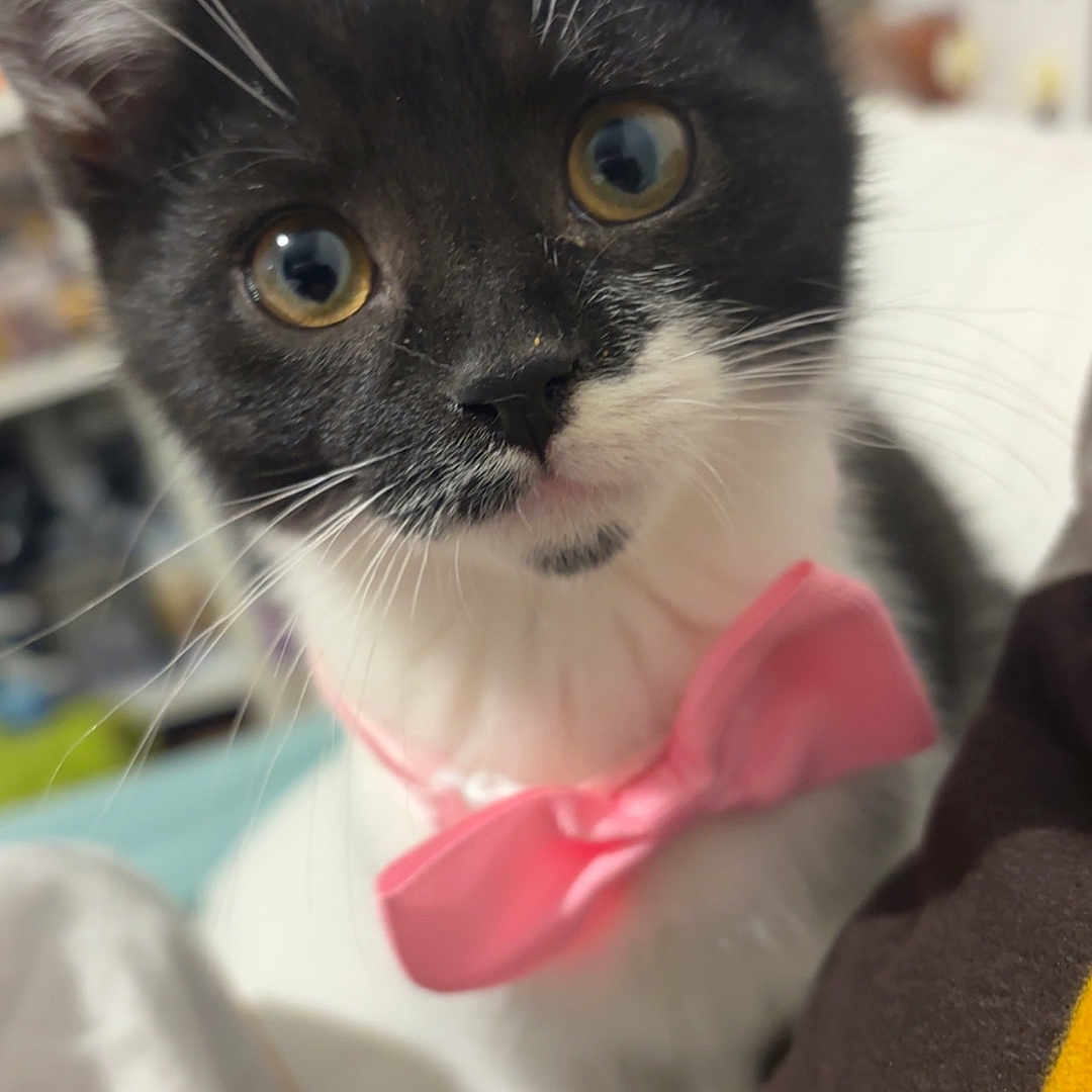 Azraël a rejoint le concours — aidez-le/la à gagner de superbes lots ! kitten, cat, black_and_white, bow_tie, pet, indoor, curious, close_up, whiskers, young, cute, animal, feline, portrait, domestic_cat, soft_lighting, bedroom, focus, adorable, playful