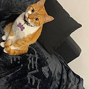 Crevette participe au concours pour gagner de l'argent avec cette photo : cat, orange_cat, white_cat, pet, animal, feline, indoor, blanket, couch, pillow, fur, whiskers, collar, tag, sitting, looking, cute, domestic_cat, cozy, relaxed