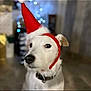 dog, white_dog, santa_hat, holiday, christmas, pet, canine, festive, indoor, collar, fur, cute, portrait, animal, holiday_lights, blurred_background, christmas_hat, domestic_animal, holiday_season, mammal
