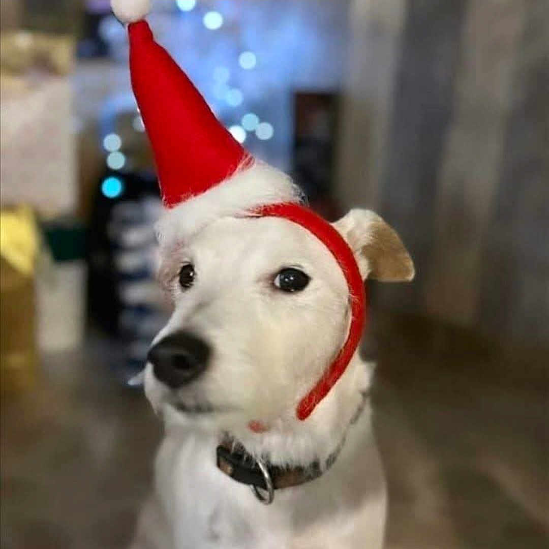 Hlerebel participe au concours pour gagner de l'argent avec cette photo : animal, blurred_background, canine, christmas, christmas_hat, collar, cute, dog, domestic_animal, festive, fur, holiday, holiday_lights, holiday_season, indoor, mammal, pet, portrait, santa_hat, white_dog