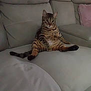 Arrow participe au concours pour gagner de l'argent avec cette photo : cat, tabby, sitting, couch, indoor, pet, relaxed, feline, furniture, pillow, blanket, cozy, home, animal, whiskers, ears, tail, looking, fur, legs