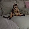 cat, tabby, sitting, couch, indoor, pet, relaxed, feline, furniture, pillow, blanket, cozy, home, animal, whiskers, ears, tail, looking, fur, legs