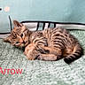 Arrow a rejoint le concours — aidez-le/la à gagner de superbes lots ! kitten, cat, tabby, pet, animal, cute, resting, cozy, whale_pillow, blanket, indoor, feline, young_cat, striped, sleeping, soft_texture, adorable, small, domestic_cat, relaxed
