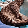 animal, blanket, cat, closeup, comfort, cozy, cute, domestic_animal, fur, furry, indoor, paws, pet, relaxing, resting, sleeping, soft, striped, tabby, whiskers