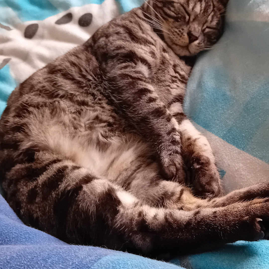 Saxa