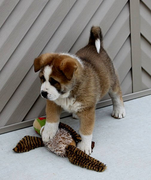 Kimba is registered to the contest to win money with this photo: canidae, carnivore, chihuahua, companion_dog, dog, dog_breed, fawn, flooring, font, fur, paw, snout, sporting_group, stuffed_toy, tail, terrestrial_animal, toy, toy_dog, wood, working_animal