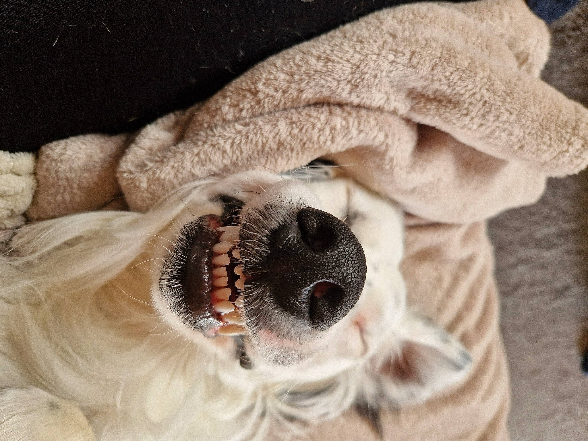 Zarko a rejoint le concours — aidez-le/la à gagner de superbes lots ! canidae, carnivore, companion_dog, dog, dog_breed, eyelash, fawn, feather, felidae, fur, goggles, paw, small_to_medium_sized_cats, snout, sporting_group, sunglasses, toy_dog, whiskers, wing, working_animal