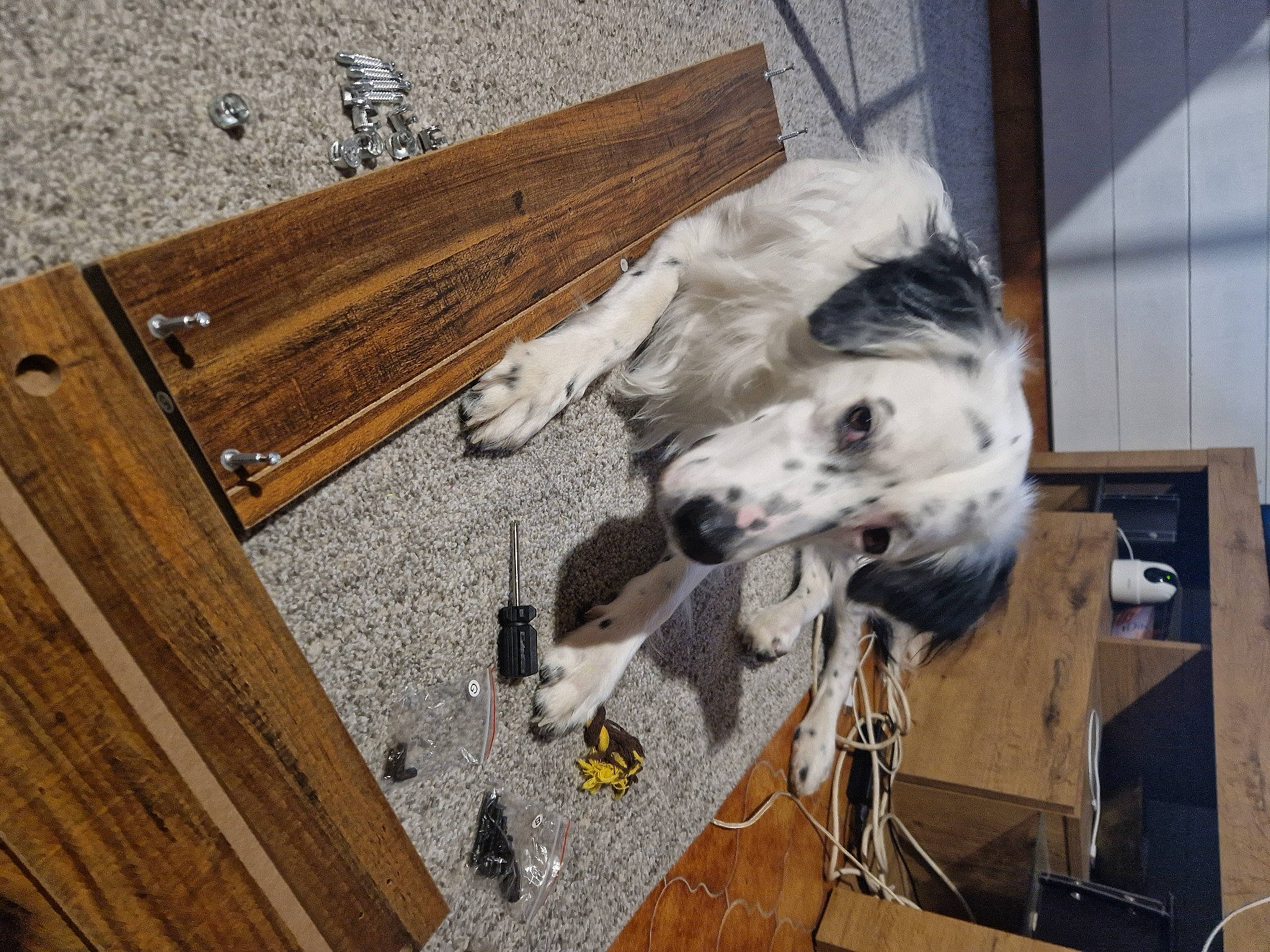 Zarko a rejoint le concours — aidez-le/la à gagner de superbes lots ! borzoi, building, canidae, carnivore, companion_dog, dog, dog_breed, fawn, flooring, fur, hardwood, outdoor_bench, plank, sighthound, snout, sporting_group, table, wood, wood_stain, working_animal