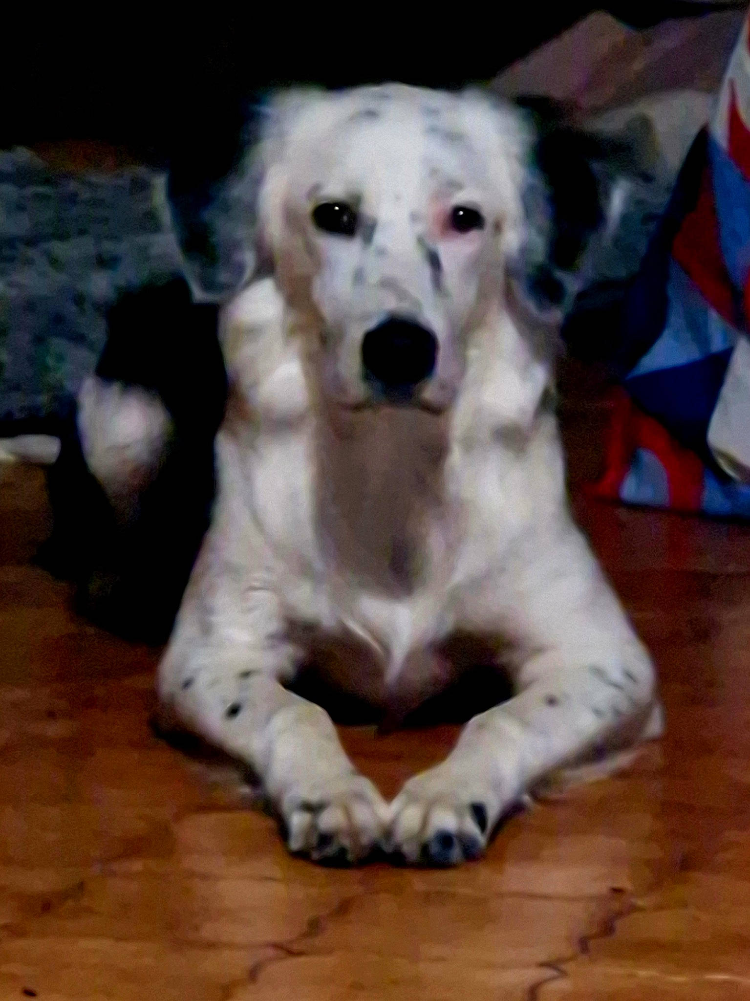 Zarko a rejoint le concours — aidez-le/la à gagner de superbes lots ! canidae, carnivore, companion_dog, dog, dog_breed, fawn, flag, flooring, fur, hardwood, paw, plank, snout, sporting_group, terrestrial_animal, varnish, wood, wood_flooring, wood_stain, working_animal