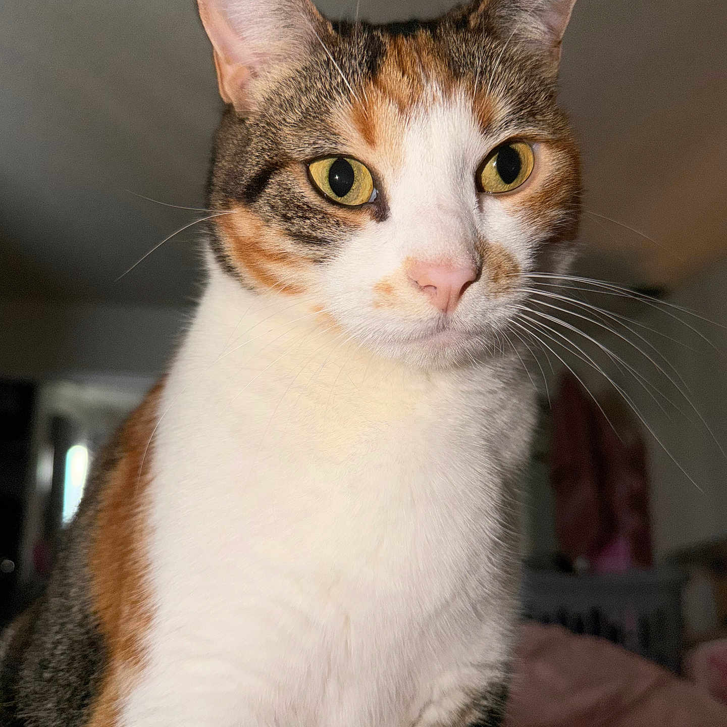 Juniper joined the competition — help win amazing prizes! cat, calico_cat, indoor, pet, close_up, animal, feline, whiskers, yellow_eyes, pink_nose, fur, portrait, domestic_cat, mammal, cute, looking_away, ears, sitting, household, companion_animal