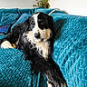 animal, black_and_white, canine, companion, couch, cozy, cushion, dog, domestic_animal, fur, furniture, home, indoor, long_hair, pet, plant, portrait, relaxed, resting, teal