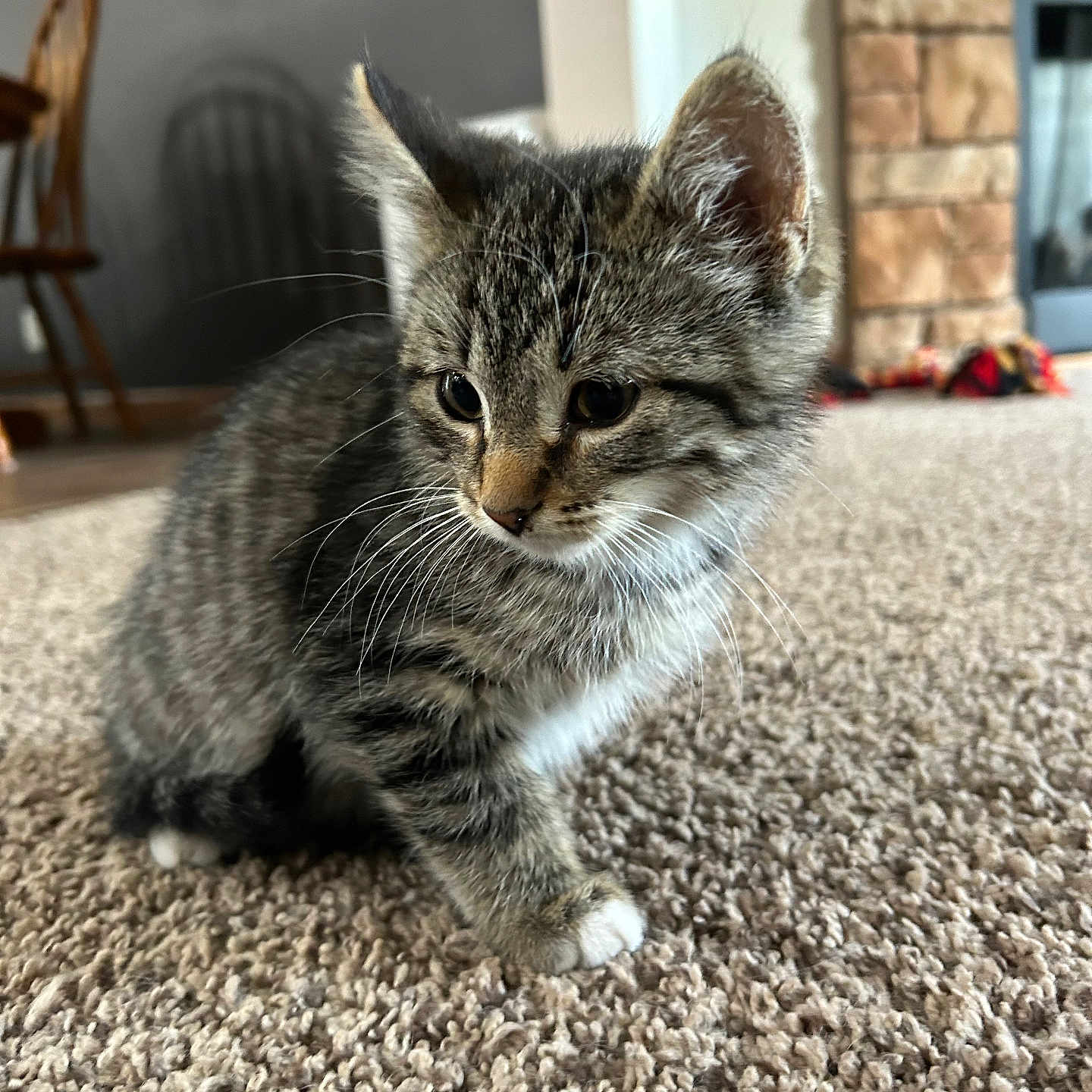 Pancake is registered to the contest to win money with this photo: abyssinian, alloywheel, animal, architecture, building, cat, chair, fireplace, furniture, hardwood, homedecor, indoors, kitten, livingroom, manx, pet, road, room, wall, wood