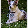 Valky a rejoint le concours — aidez-le/la à gagner de superbes lots ! dog, grass, daisy, flower, collar, outdoor, pet, animal, nature, laying, white, black, fur, ears, tag, calm, portrait, closeup, daylight, canine