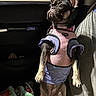 animal_portrait, blanket, car, colorful, cute, dog, dog_harness, ears, french_bulldog, indoors, passenger_seat, pet, pink_clothing, shadow, short_muzzle, sitting, sunlight, upright, vehicle_interior, window