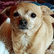 Bobo joined the competition — help win amazing prizes! dog, small_dog, tan_dog, pet, animal, closeup, face, fur, whiskers, blanket, cozy, indoors, cute, expression, relaxed, laying_down, ears, nose, portrait, companion