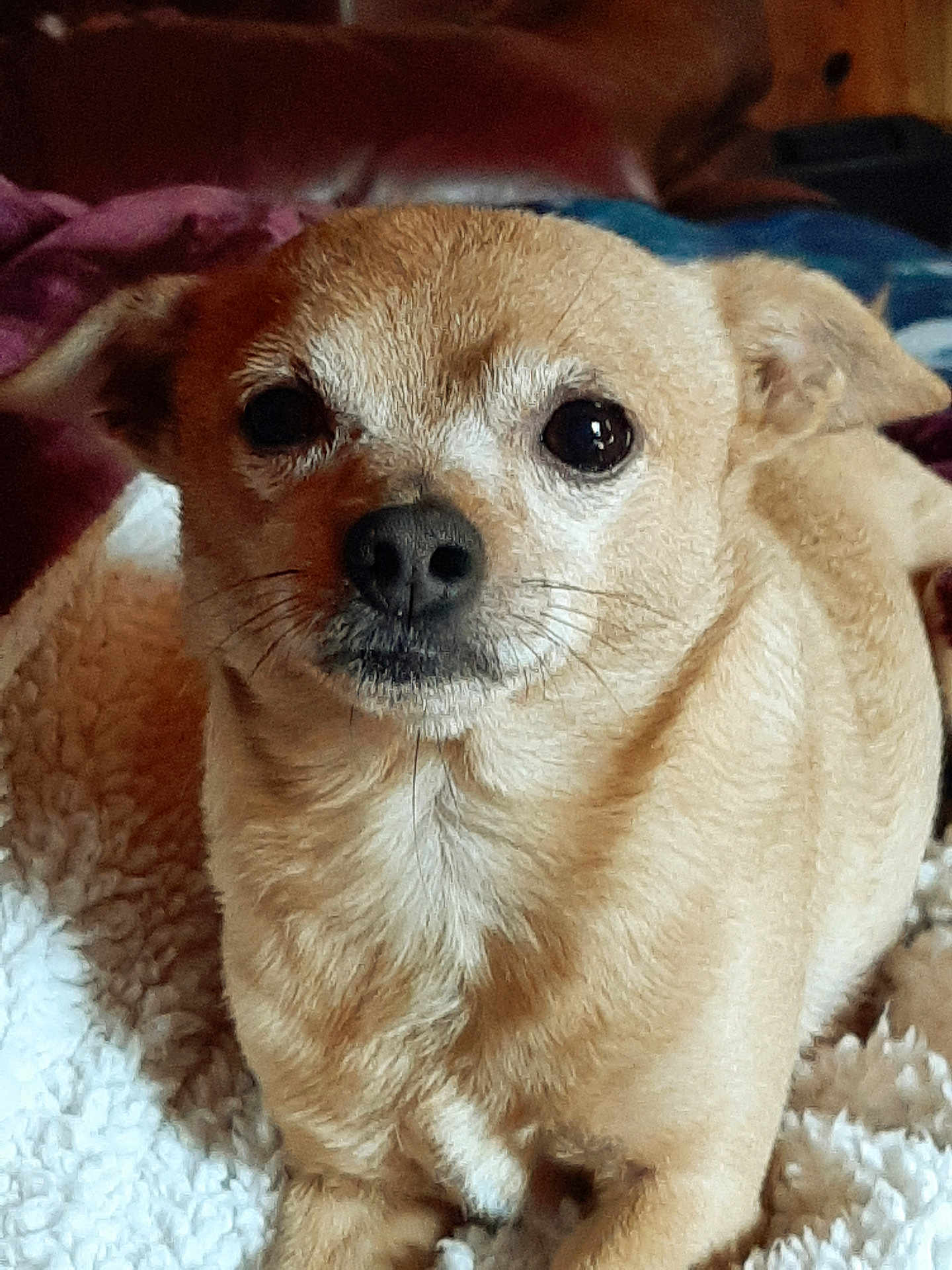 Bobo joined the competition — help win amazing prizes! dog, small_dog, tan_dog, pet, animal, closeup, face, fur, whiskers, blanket, cozy, indoors, cute, expression, relaxed, laying_down, ears, nose, portrait, companion