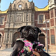 Frida joined the competition — help win amazing prizes! dog, pug, black_dog, pet, flowered_harness, hand, historic_building, architecture, outdoor, daylight, sky, person, portrait, cute, animal, travel, tourist, city, street, closeup