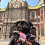 dog, pug, black_dog, pet, flowered_harness, hand, historic_building, architecture, outdoor, daylight, sky, person, portrait, cute, animal, travel, tourist, city, street, closeup