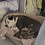 Jocker participe au concours pour gagner de l'argent avec cette photo : animal, black_and_white_dog, blanket, cat, collar, companion, cozy, dog, domestic, floor, fur, household_items, indoor, pet_bed, plastic_storage_bin, quiet, resting, sleeping, striped_cat, towel