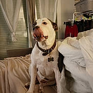 Jocker participe au concours pour gagner de l'argent avec cette photo : animal, black, blanket, collar, comfort, couch, cozy, curtains, dog, domestic, furniture, home, indoor, laundry, living_room, pet, relaxed, sitting, tongue_out, white