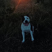 Jocker participe au concours pour gagner de l'argent avec cette photo : dog, sunset, grass, field, nature, outdoor, animal, pet, happy, tongue_out, black_and_white, sunlight, sky, trees, bushes, leaves, smiling, canine, evening, scenery