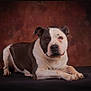 Jocker a rejoint le concours — aidez-le/la à gagner de superbes lots ! dog, animal, pet, portrait, studio, brown, white, laying_down, calm, ears, paw, face, snout, fur, expression, indoor, background, mammal, companion, canine
