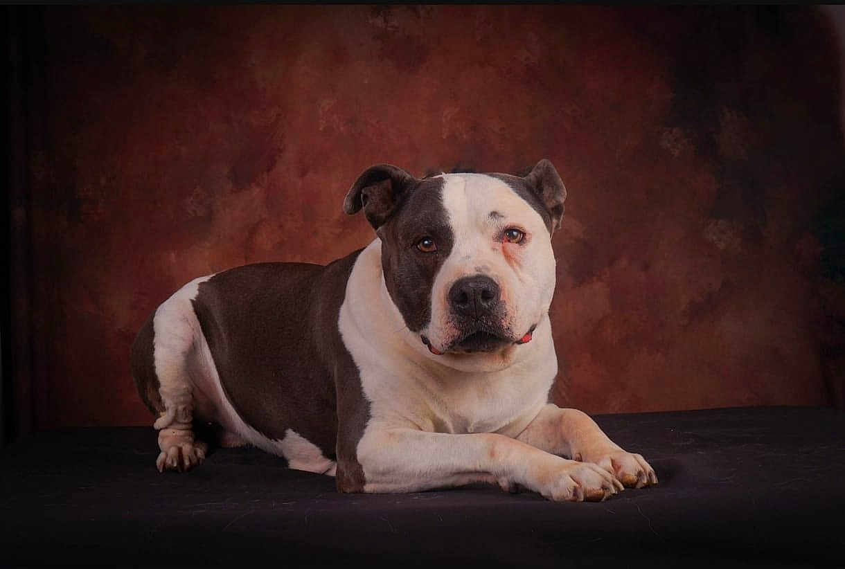 Jocker a rejoint le concours — aidez-le/la à gagner de superbes lots ! dog, animal, pet, portrait, studio, brown, white, laying_down, calm, ears, paw, face, snout, fur, expression, indoor, background, mammal, companion, canine