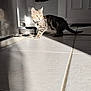 cat, kitten, tabby, collar, bell, tile_floor, food_bowl, reflection, sunlight, indoor, pet, animal, curious, shadow, door, white_wall, domestic, feline, young_cat, house
