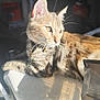 cat, tabby_cat, indoor, sunlight, chair, cushion, pet, animal, feline, fur, whiskers, relaxed, domestic_cat, collar, closeup, side_view, looking_away, shadow, daylight, resting