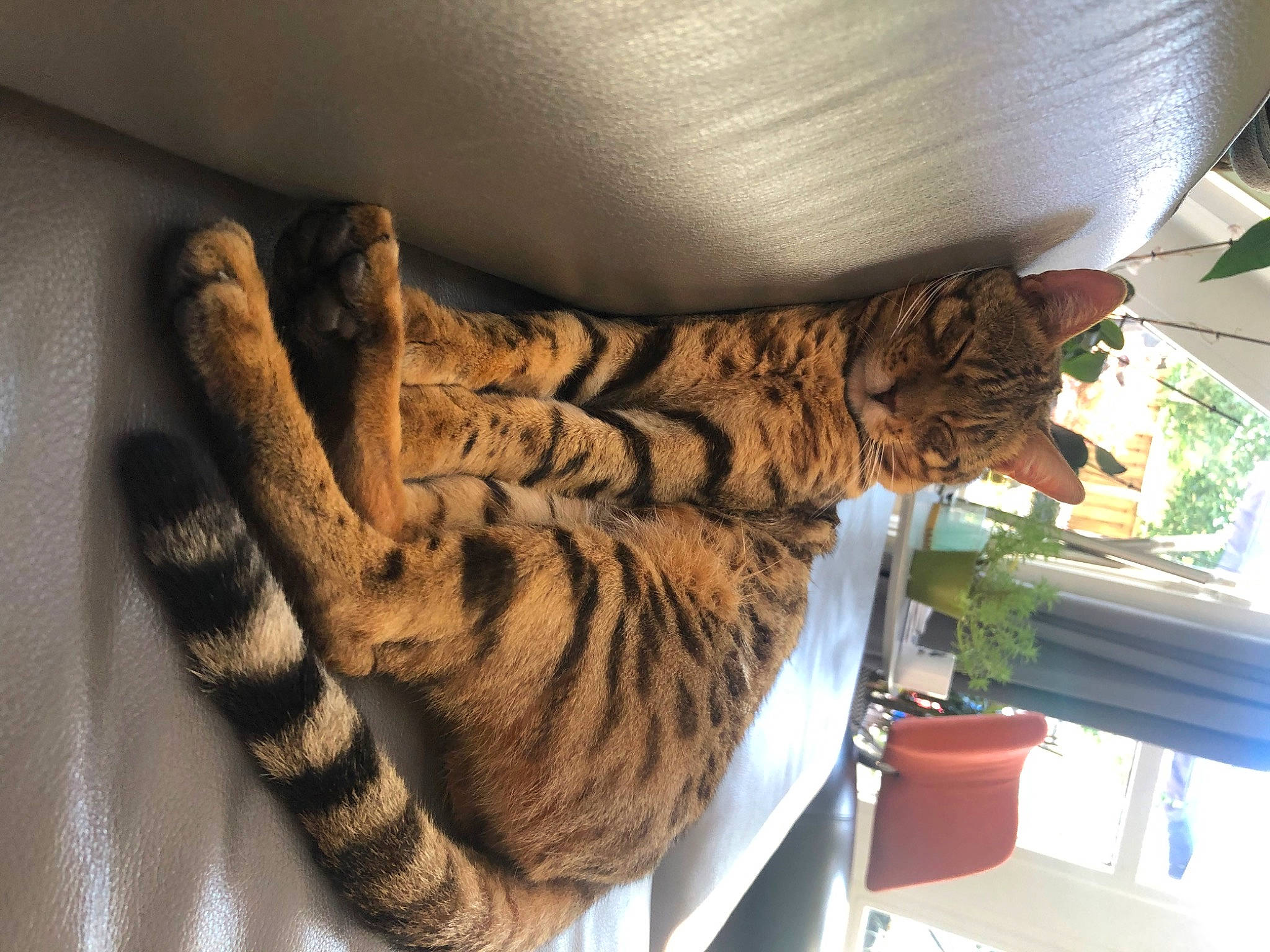Sparta joined the competition — help win amazing prizes! big_cats, carnivore, cat, comfort, elbow, fawn, felidae, flowerpot, fur, houseplant, human_leg, pattern, plant, small_to_medium_sized_cats, tail, terrestrial_animal, thigh, whiskers, wood, wrist