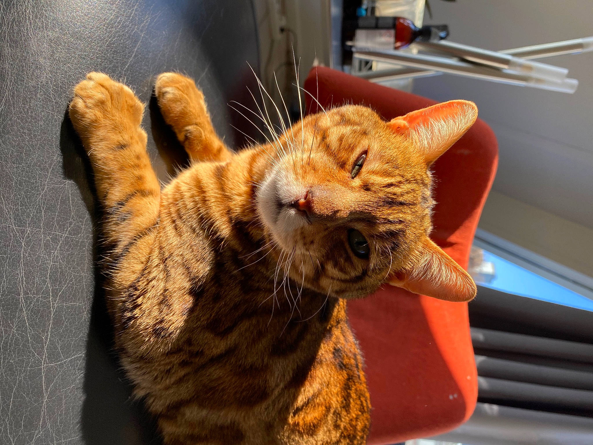 Sparta joined the competition — help win amazing prizes! big_cats, bobcat, carnivore, cat, claw, comfort, domestic_short_haired_cat, ear, fawn, felidae, fur, paw, small_to_medium_sized_cats, snout, tail, terrestrial_animal, whiskers, wildlife