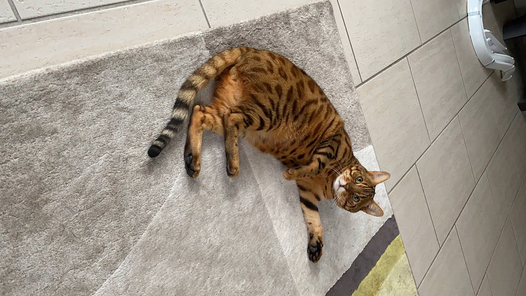 Sparta is registered to the contest to win money with this photo: asphalt, carnivore, cat, dog_breed, domestic_short_haired_cat, door, fawn, felidae, flooring, fur, hardwood, road_surface, small_to_medium_sized_cats, snout, sporting_group, tail, terrestrial_animal, whiskers, wildlife, wood