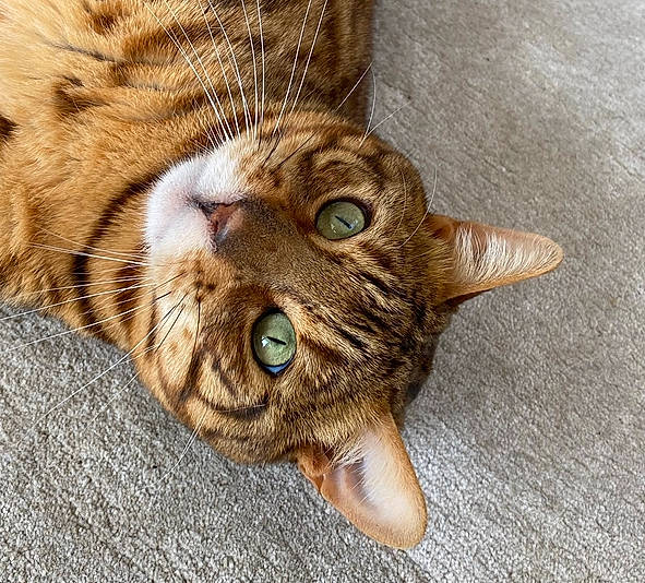 Sparta is registered to the contest to win money with this photo: carnivore, cat, devon_rex, domestic_short_haired_cat, eye, fawn, felidae, fur, paw, small_to_medium_sized_cats, snout, terrestrial_animal, whiskers, wildlife