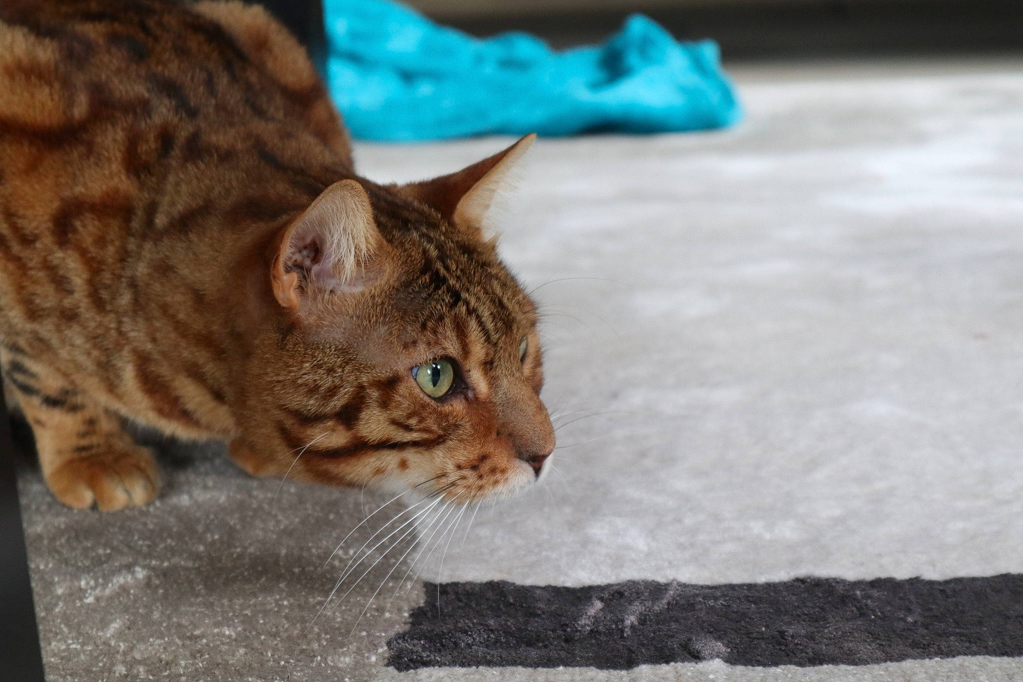 Sparta is registered to the contest to win money with this photo: carnivore, cat, claw, comfort, domestic_short_haired_cat, eye, fawn, felidae, fur, head, road_surface, sitting, small_to_medium_sized_cats, snout, tail, terrestrial_animal, tree, whiskers, wildlife, window