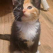Spooky joined the competition — help win amazing prizes! kitten, calico, cat, pet, fur, whiskers, floor, wooden_floor, indoor, curious, sitting, animal, cute, young, small, feline, ears, eyes, paw, domestic