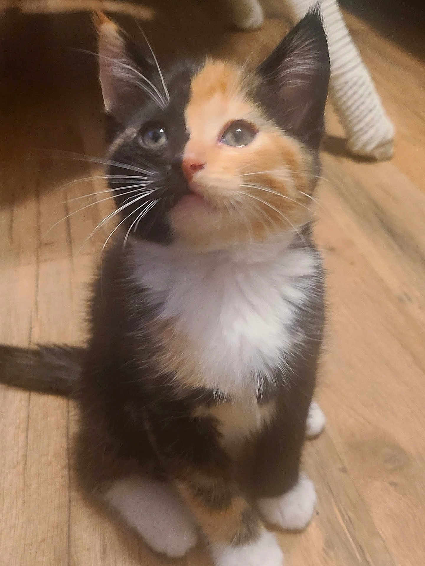 Spooky joined the competition — help win amazing prizes! kitten, calico, cat, pet, fur, whiskers, floor, wooden_floor, indoor, curious, sitting, animal, cute, young, small, feline, ears, eyes, paw, domestic