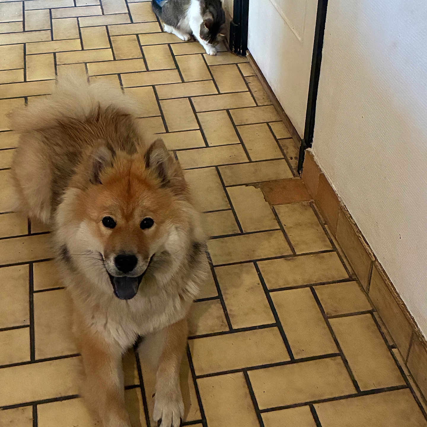 Appy participe au concours pour gagner de l'argent avec cette photo : dog, cat, indoor, tile_floor, happy, fluffy, pet, animal, brown_dog, gray_cat, door, curious, relaxed, companion, playful, floor_pattern, home, domestic, cute, mammal