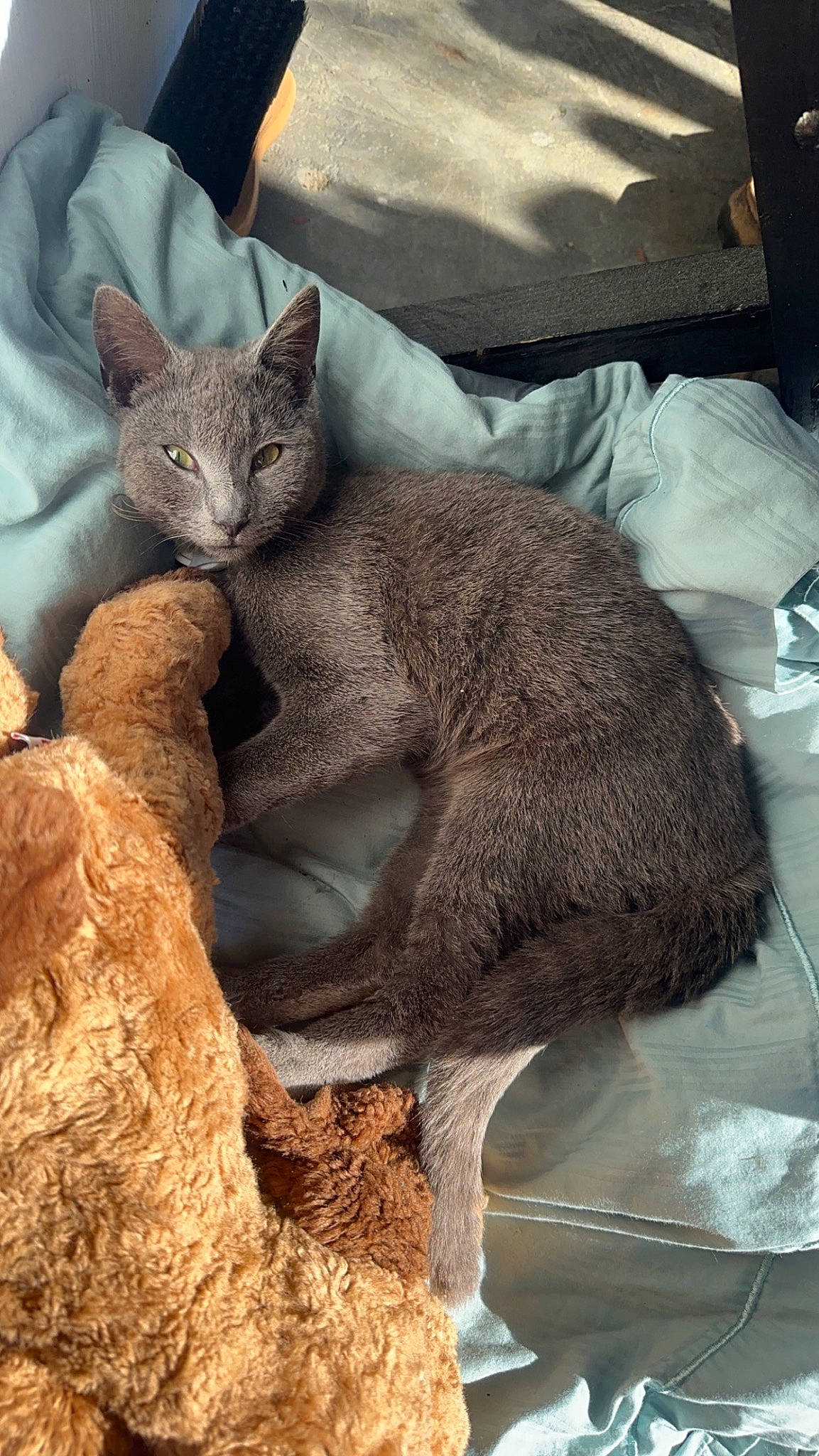 Binx joined the competition — help win amazing prizes! carnivore, cat, cat_supply, claw, comfort, domestic_short_haired_cat, fawn, felidae, fur, nap, paw, russian_blue, small_to_medium_sized_cats, snout, tail, terrestrial_animal, whiskers, wildlife