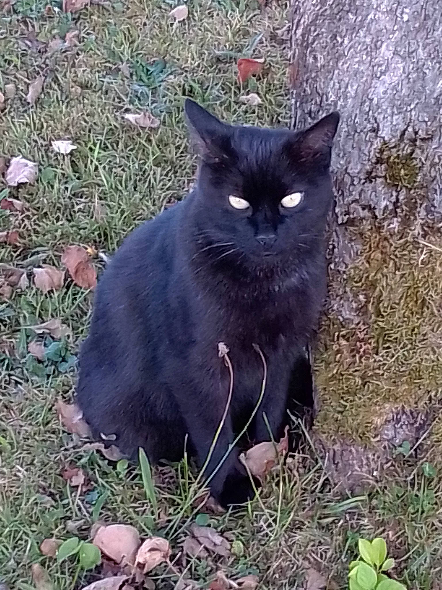 Noiron participe au concours pour gagner de l'argent avec cette photo : black_cat, bombay, carnivore, cat, domestic_short_haired_cat, felidae, fur, grass, groundcover, plant, sitting, small_to_medium_sized_cats, snout, soil, tail, terrestrial_animal, whiskers