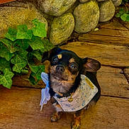Evangeline is registered to the contest to win money with this photo: dog, small_dog, scarf, heart_tag, wooden_deck, ivy, green_leaves, stone_wall, pet, cute, outdoor, looking_up, animal, fur, ears, collar, brown, black, tiny, adorable