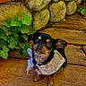 dog, small_dog, scarf, heart_tag, wooden_deck, ivy, green_leaves, stone_wall, pet, cute, outdoor, looking_up, animal, fur, ears, collar, brown, black, tiny, adorable
