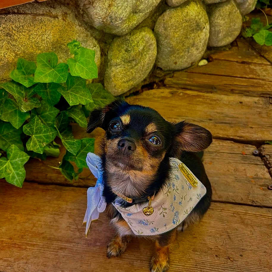 Evangeline is registered to the contest to win money with this photo: dog, small_dog, scarf, heart_tag, wooden_deck, ivy, green_leaves, stone_wall, pet, cute, outdoor, looking_up, animal, fur, ears, collar, brown, black, tiny, adorable