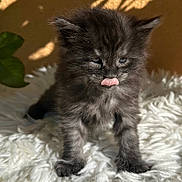 Cashmerebengals a rejoint le concours — aidez-le/la à gagner de superbes lots ! kitten, cat, feline, pet, animal, fur, tongue, licking, cute, small, black_fur, fluffy, whiskers, indoor, soft_texture, sunlight, shadow, curious, sleepy, close_up