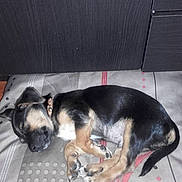 Maxou a rejoint le concours — aidez-le/la à gagner de superbes lots ! dog, sleeping, curled_up, black_and_tan, pet, animal, bed, bedroom, indoors, resting, collar, paws, tail, fur, small_dog, relaxed, cozy, patterned_bedding, wardrobe, photography