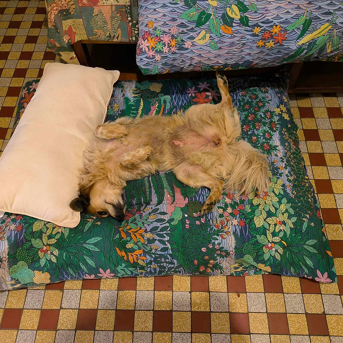 Poussine participe au concours pour gagner de l'argent avec cette photo : animal, bed, bedsheet, blanket, canine, cushion, dog, dogbed, furniture, homedecor, pet, pillow, quilt