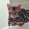Nala participe au concours pour gagner de l'argent avec cette photo : cat, bengal_cat, tabby, pet, animal, feline, green_eyes, whiskers, ears, striped_fur, spotted_fur, portrait, indoor, bathroom, bathtub, ledge, sitting, alert, close_up, domestic_animal