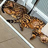cats, bengal_cat, two_cats, pet, sleeping, lying_down, relaxed, spotted, striped, fur, whiskers, paw, tail, indoor, floor, tile, folding_frame, home, upside_down, animal_photography