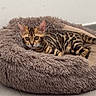 Nala a rejoint le concours — aidez-le/la à gagner de superbes lots ! cat, bengal_cat, pet, animal, feline, striped, spotted, brown, black, blue_eyes, face, ears, whiskers, lying_down, sleeping_bed, fluffy_bed, indoors, tile_floor, portrait, cozy
