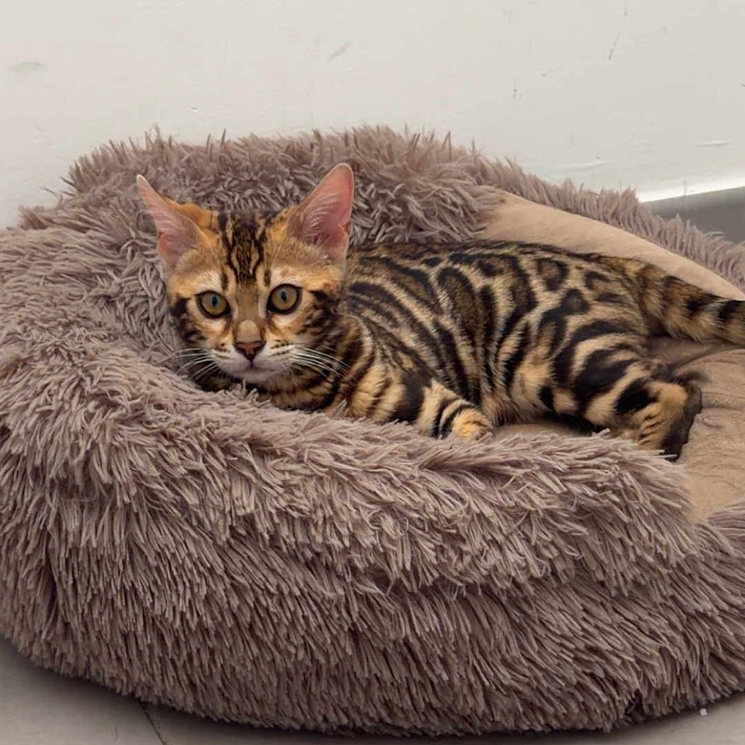 Nala